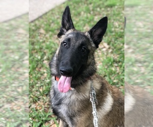 Belgian Malinois Puppy for sale in HEWITT, TX, USA