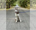 Small Photo #5 Siberian Husky Puppy For Sale in Carrollton, TX, USA