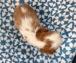 Small #2 Cavalier King Charles Spaniel