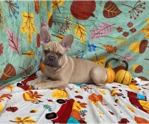 French Bulldog Puppy for sale in CHICAGO, IL, USA