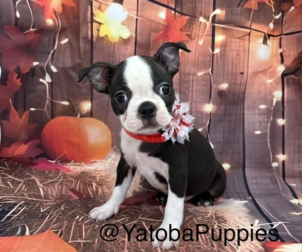 Medium Photo #1 Boston Terrier Puppy For Sale in CENTER HILL, FL, USA