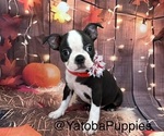 Red - Female Boston Terrier Puppy for Sale - Small photo
