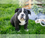 Puppy Micah English Bulldog-Olde English Bulldogge Mix