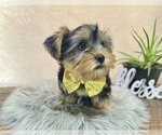 Small #4 Yorkshire Terrier