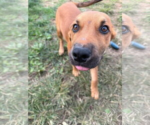 Lochlan - Male Labrador Retriever-Unknown Mix Dog for Adoption - Photo #2