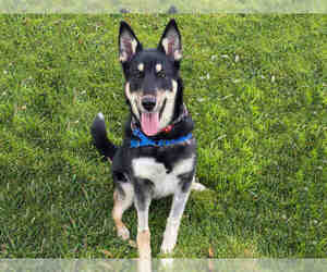 German Shepherd Dog-Unknown Mix Dogs for adoption in Alameda, CA, USA