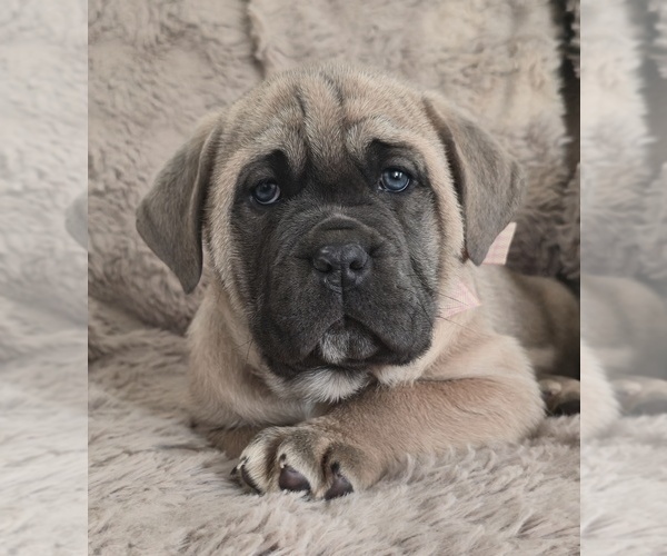 Medium Photo #2 Cane Corso Puppy For Sale in MINERAL WELLS, WV, USA