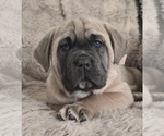 Small #1 Cane Corso