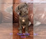 Small Photo #20 Cane Corso Puppy For Sale in LA PLATA, MD, USA