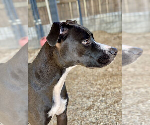 Medium Photo #4 Boxer-Unknown Mix Puppy For Sale in Austin, TX, USA