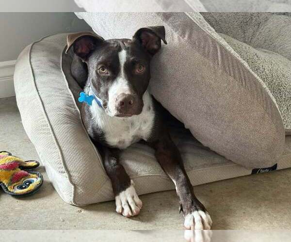 Medium Photo #3 Labrador Retriever-Staffordshire Bull Terrier Mix Puppy For Sale in Cave Creek, AZ, USA