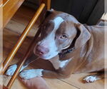 Small #6 Mountain Cur Mix