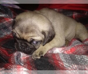 Pug Puppy for sale in ESSEX, MD, USA