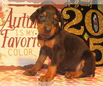 Image preview for Ad Listing. Nickname: Litter of 8
