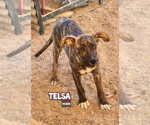 Catahoula Leopard Dog-Unknown Mix Dogs for adoption in Golden Valley, AZ, USA