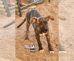 Small Catahoula Leopard Dog Mix