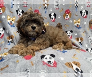 Shih-Poo Puppy for sale in LAKELAND, FL, USA