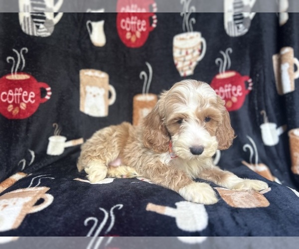 Medium Photo #5 Cockapoo Puppy For Sale in LAKELAND, FL, USA