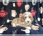 Small #4 Cockapoo