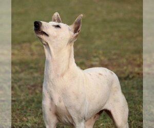 Charlie - Female Mutt Dog for Adoption - Photo #5