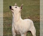 Small #4 Mutt