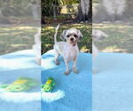 Small #1 Shih Tzu