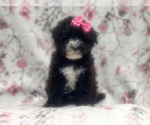 Poodle (Miniature)-YorkiePoo Mix Puppy for sale in LAKELAND, FL, USA