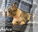 Small Photo #7 Faux Frenchbo Bulldog Puppy For Sale in POMEROY, OH, USA