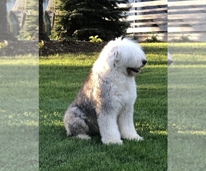 Father of the Old English Sheepdog puppies born on 06/29/2022