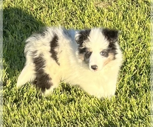 Medium Photo #14 Shetland Sheepdog Puppy For Sale in FORT MORGAN, CO, USA