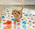 Frankie - Male Cavapoo mix (+ Poodle Miniature) Puppy for Sale - Photo #2