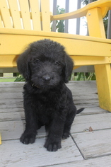 Labradoodle Puppy for sale in LEBANON, PA, USA