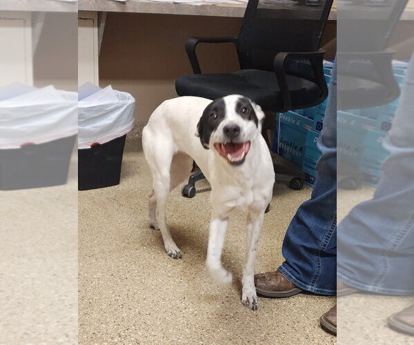 Medium Photo #4 Mutt Puppy For Sale in Great Bend, KS, USA