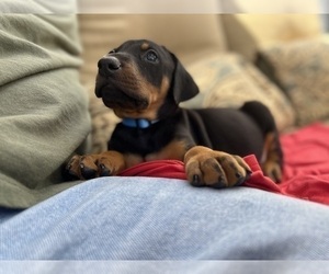 Doberman Pinscher Puppy for Sale in SAN DIEGO, California USA