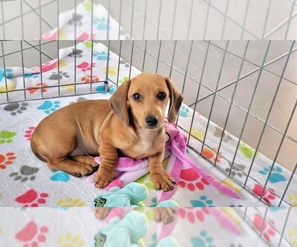 Medium Photo #10 Dachshund Puppy For Sale in ORO VALLEY, AZ, USA