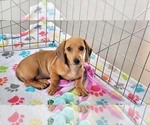 Small #9 Dachshund