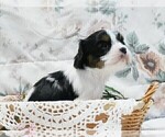 Small Photo #6 Cavalier King Charles Spaniel Puppy For Sale in MARCELLUS, MI, USA