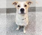 Small #1 Labrador Retriever