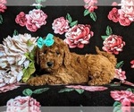 Small Photo #2 Miniature Labradoodle Puppy For Sale in OXFORD, PA, USA