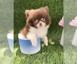 Small #5 Pomeranian