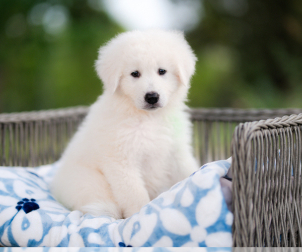 Medium Photo #1 Maremma Sheepdog Puppy For Sale in CONWAY, MO, USA