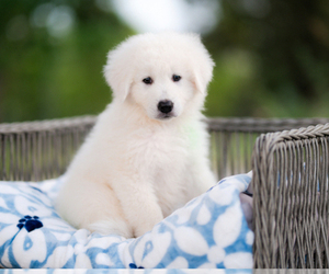 Medium Maremma Sheepdog
