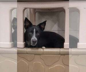 Border Collie Dogs for adoption in Highland, IL, USA