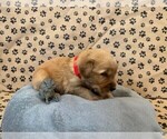 Puppy Wrangler Golden Retriever