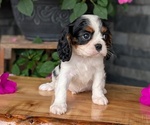 Small #2 Cavalier King Charles Spaniel