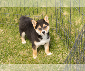 Shiba Inu Puppy for sale in MILLERSBURG, IN, USA