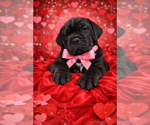 Cane Corso Puppy for sale in PONSFORD, MN, USA