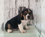 Small Photo #2 Beabull Puppy For Sale in ARTHUR, IL, USA