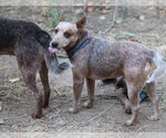 Small Photo #2 Mutt Puppy For Sale in Paso Robles, CA, USA