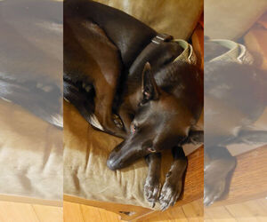 Indigo - Indeed a Good Boy! - Male Mutt Dog for Adoption - Photo #9